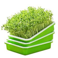 Spread an even, uncrowded layer of seeds on the bottom of your sprouting tray. China Home Kitchen Diy Bean Sprouts Culture Plastic Tray 3 Colors Hydroponics Seed Tray China Seed Tray Hydroponics Seed Tray