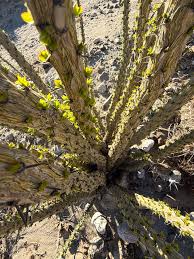 Image result for Xerophyta eylesii