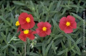 Forms a tight, compact mound of evergreen grey foliage which. Rock Rose Plantguide Forest Garden Centre Matlock