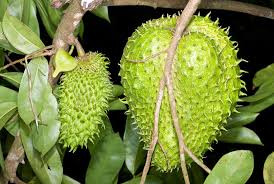 Image result for Annona muricata