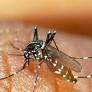 Rising Threat of Mosquito-Borne Diseases in France in 2026 as Tiger Mosquitoes Spread