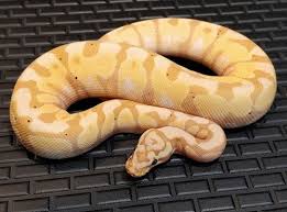 30 Beautiful Ball Python Morphs Colors With Pictures