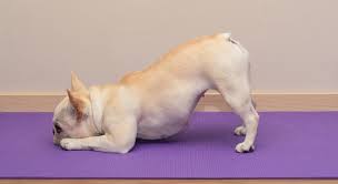 Discovering The True Meaning Of Downward Dog Pin Paws