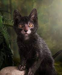 The mutation has occurred in domestic cats over the last 20 years. Get Ready To Be Obsessed With Werewolf Cats Werewolf Cat Lykoi Cat Cats