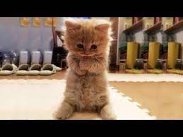 Cute Dogs And Cats Doing Funny Things 2018 94 Cutevn Https Www Youtube Com Watch V 4 P7nvrkp8e Funny Cats And Dogs Cute Cats And Dogs Cat And Dog Videos