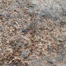 Westside este punctul perfect pentru a explora atracţiile şi simbolurile culturale ale oraşului jacksonville (fl). Landscaping In Jacksonville Beach Yelp