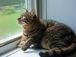 The modular nature of garden planters and planter boxes means you can create as small or as large a landscape as you like. Transitioning An Outdoor Cat To Indoors Petfinder