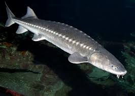 This aquatic behemoth is considered to be among the largest of all scaleless freshwater fish. Feds Hope To Save North America S Largest Freshwater Fish Montana News Billingsgazette Com
