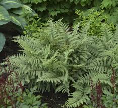 Image result for Athyrium schimperi
