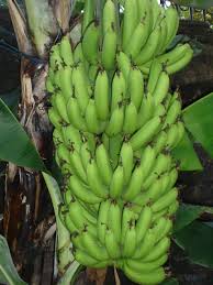 Contoh karangan autobiografi aku sebatang pokok kelapa cute766. Teori Pisang Kekeluargaan Emosi Dan Hubungan Sosial Manusia Melayu Supyan Hussin S Blog