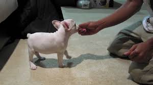 All are puppies are up to date on shots, vet checked. King The French Bulldog Training Session At 10 Weeks Youtube