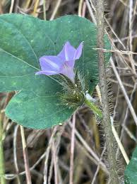 Image result for Ipomoea dichroa