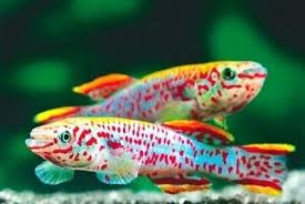 Tag Archived Of Freshwater Fish Beautiful Cool Freshwater