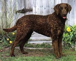 Image result for curly coated retrívr