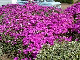 Image result for Lampranthus spp.
