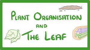 Check spelling or type a new query. Gcse Biology Structure Of A Leaf And Stomata 24 Youtube