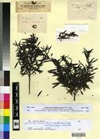 Image result for Anticharis senegalensis