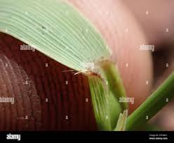 Image result for Tristachya