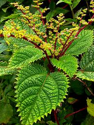 Image result for Laportea alatipes