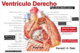 E33 taquicardia auricular focal incesante originada en la orejuela derecha: Globalmedicpro Globalmedicpro Twitter