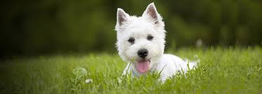 Trekking , hiking in the hills are best ways to enjoy nature at its best with your k9's. Pet Moving Service In Pune Packers And Movers