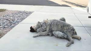 If you work in sports, there's a pretty good chance that espn is on all day, every day in your office. Iams Shakeables Tv Commercial Rocky A Soldier Ispot Tv