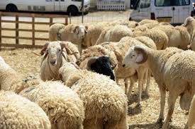 C'est l'une des principales fêtes musulmanes. Aid El Adha Cherte Des Moutons Et Hesitation Des Acheteurs El Watan