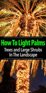 Lighting Palm Trees Illuminate Palms Trees And Shrubs How To