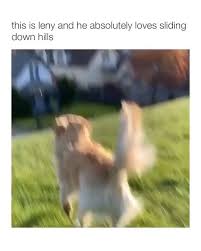 248 7b Begenme 1 606 Yorum Instagram Da Dog Videos And Pictures Daintydoge Haha Classic Lenny Follow Daintydoge Follow Daintydoge Follow Daint 2020