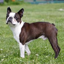Auch mit der ähnlich aussehenden französischen bulldogge ist der boston terrier verwandt. Boston Terrier Rassebeschreibung Adressen Und Viele Fotos