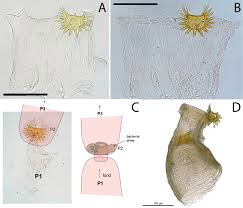 Image result for Aneilema termitarium
