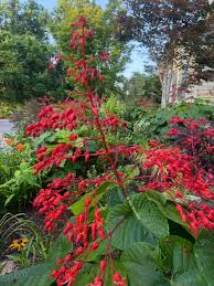 Image result for Clerodendrum fasciculatum