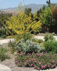 Cistus X Pulverulentus Sunset Inland Valley Garden Planner Garden Planner Native Garden Garden Design