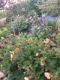 One of the denser clumping geums. Pin On Mein Gartenprojekt