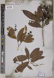 Image result for Gomphia