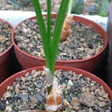 Image result for Ammocharis tinneana