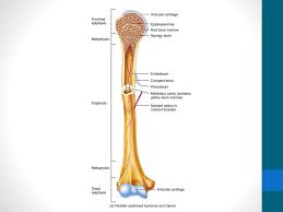 Radius and ulna stock photo. What Is Found In The Spongy Bone Of The Proximal Epiphysis