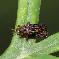 Image result for Girardinia bullosa