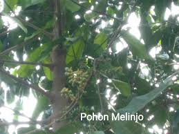 Sahabat, silakan perhatikan gambar daun amplas di bawah ini. Inilah Uniknya Pohon Melinjo Dan Apa Sih Manfaatnya Kissparry