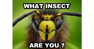 Free printable insect and bug trivia facts about cockroach, beetle, scorpion and. What Insect Are You Quiz Quizony Com