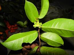 Image result for Monanthotaxis poggei