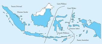 Ini dikarenakan, pada zaman es, pulau jawa, sumatra, kalimantan dan flora di indonesia bagian tengah disebut juga flora peralihan. Penjelasan Lengkap Persebaran Flora Dan Fauna Di Indonesia