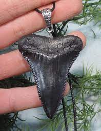 Beautiful Big Serrated Great White Sharks Tooth Replica Etsy Great White Shark Teeth Shark Tooth Necklace Shark Teeth