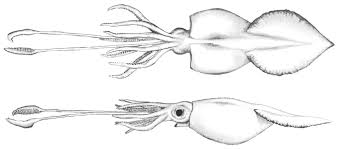 colossal squid wikipedia