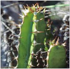 Image result for Euphorbia namuliensis