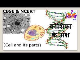 Translate english word cell in hindi with its transliteration. Meaning Of Cell Living Thing Hindi Dictionary Hindi Dictionary