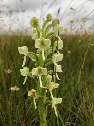 Image result for Habenaria epipactidea
