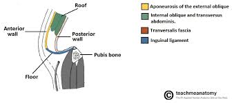 Visit the post for more. The Inguinal Canal Boundaries Contents Teachmeanatomy