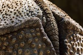 Image result for tbn:HAJQPRlydFYgGM::www.bildeforbilde.no/images/20_fauna/800_dompapp.jpg