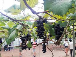 We did not find results for: Semua Menjadi Ladang Anggur Di Blue Valley Cameron Highland Facebook